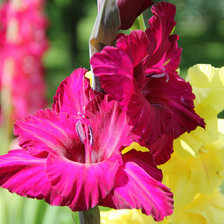 Схема вышивки «мамины цветы 3»