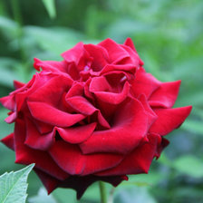 Схема вышивки «мамины цветы 5»