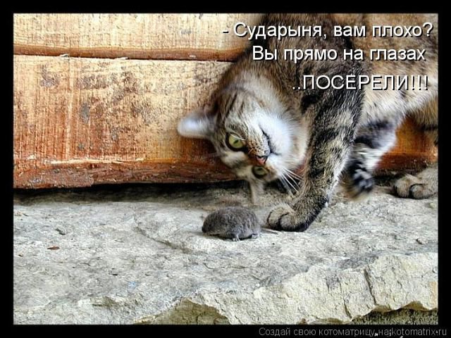 364564 - животные, котята, природа, кошки - оригинал