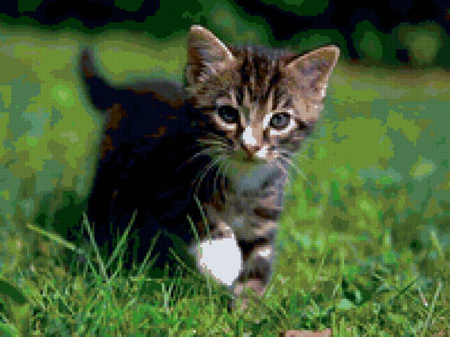 6964 - кошки, котята, природа, животные - предпросмотр