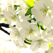 Схема вышивки «цветы4»