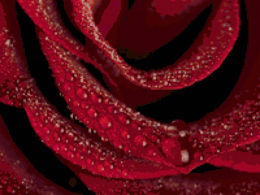 роса на розе - цветы, природа - предпросмотр