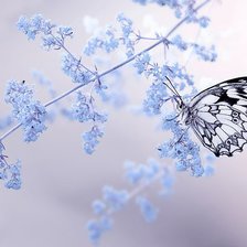 Схема вышивки «бабочка»