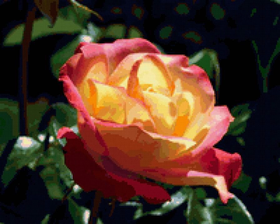 роза2 - природа, цветы - предпросмотр