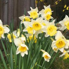 Схема вышивки «цветы11»