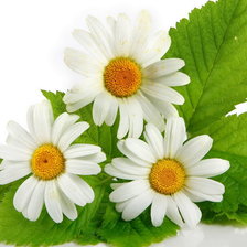 Схема вышивки «три ромашки»