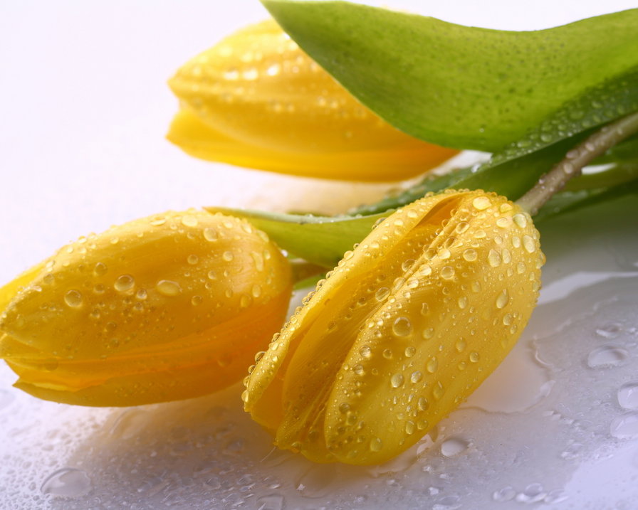 жёлтые тюльпаны - природа, цветы - оригинал