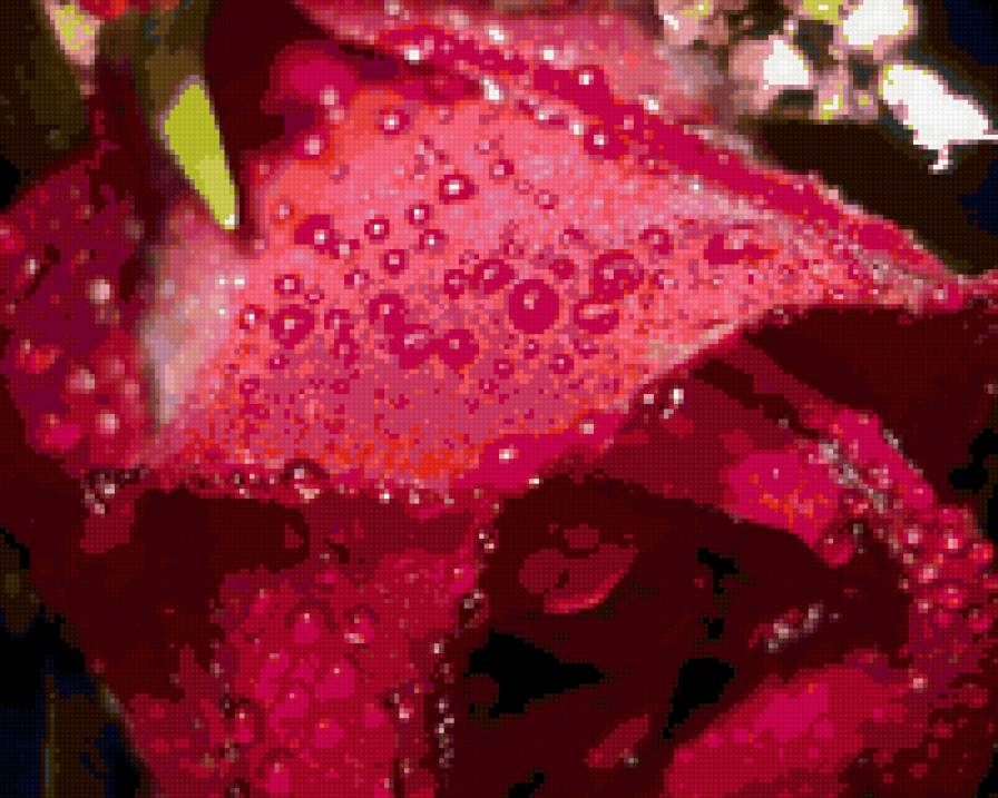 роса на розе1 - природа, цветы - предпросмотр