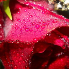 Схема вышивки «роса на розе1»