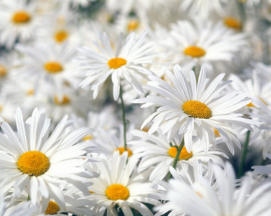 ромашки - природа, цветы - оригинал