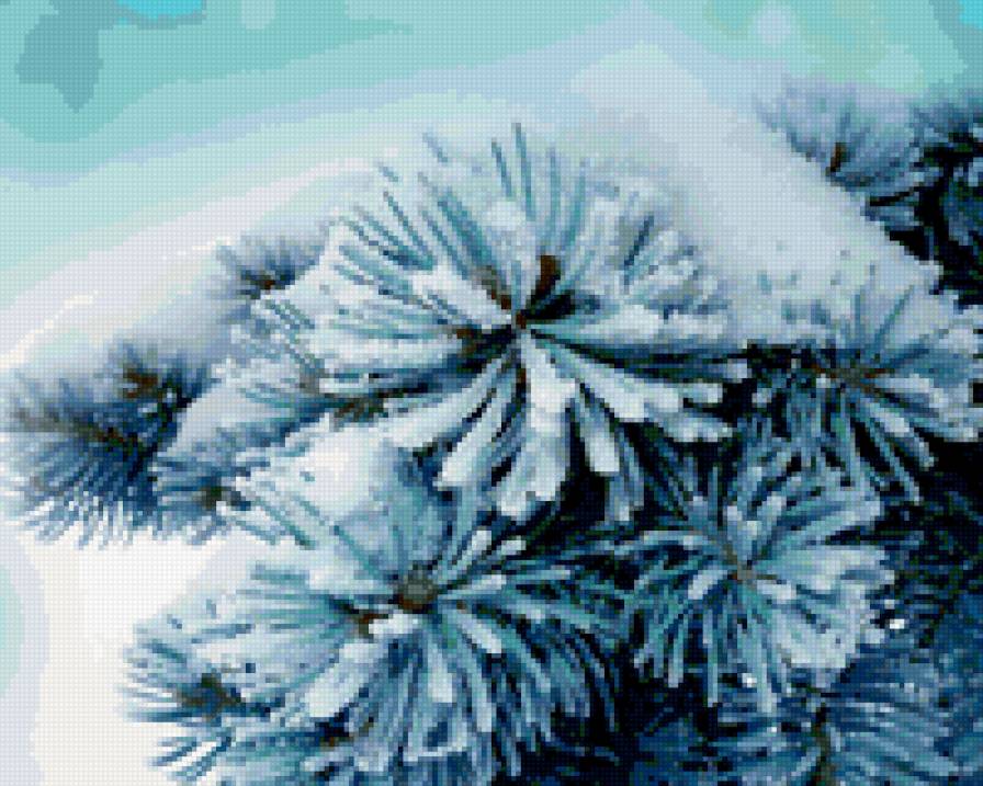 голубая ель - природа - предпросмотр