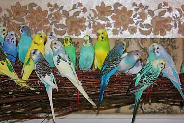 волнистые попугайчики - волнистый, попугай, природа, птицы - оригинал