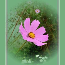 Схема вышивки «космея»