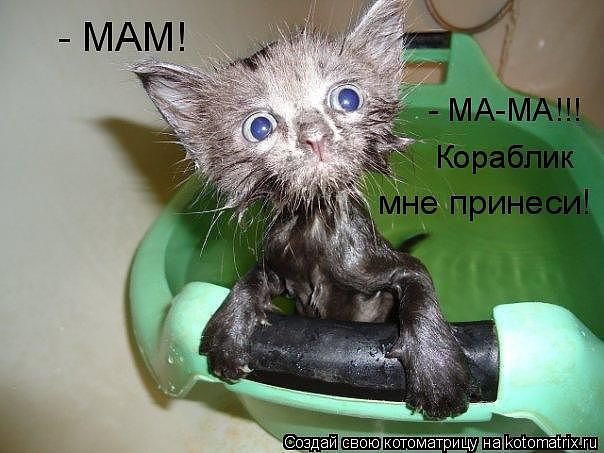 купание - котята, кошки, животные, природа - оригинал