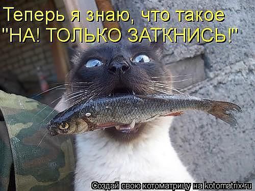улов - кошки, котята, животные, природа - оригинал