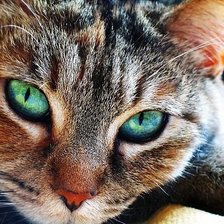 Схема вышивки «взгляд5»