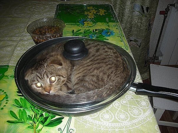 ужин - кошки, котята, животные, природа - оригинал