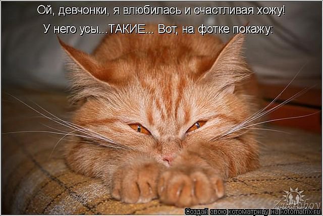 54656 - кошки, котята, природа, животные - оригинал