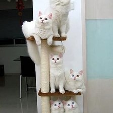 Схема вышивки «86543»