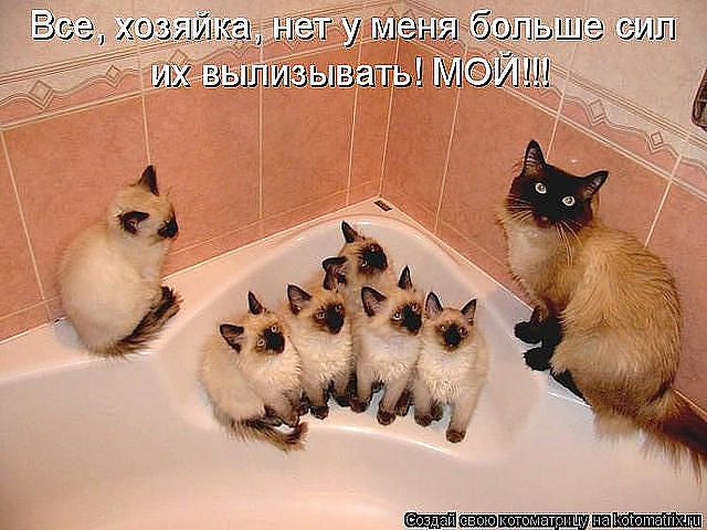 54623 - животные, котята, кошки, природа - оригинал