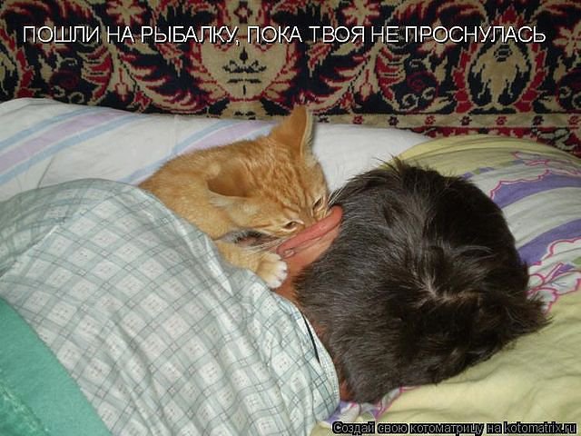 65664 - природа, котята, кошки, животные - оригинал