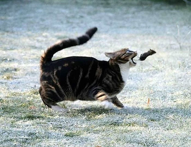 ням - кошки, котята, животные, природа - оригинал