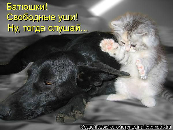 5555 - природа, котята, животные, кошки - оригинал