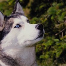 Схема вышивки «Хаски»