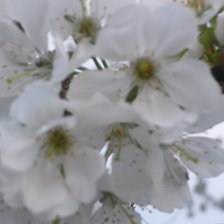 Схема вышивки «черешни белое цветенье»