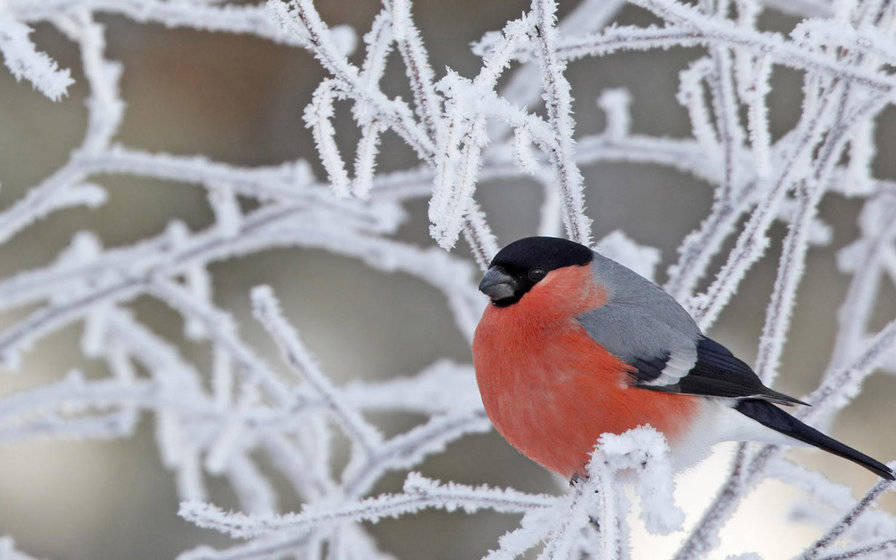 снегирь - снегирь - оригинал