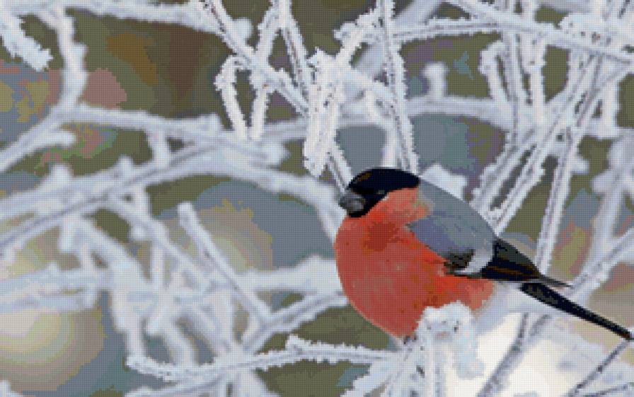 снегирь - снегирь - предпросмотр