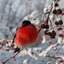 Схема вышивки «снегирь»
