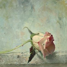 Схема вышивки «Серия "Соло розы"»