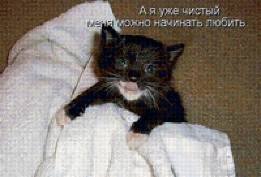 5469 - кошки, котята, животные, природа - предпросмотр