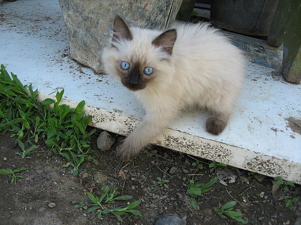 8655 - животные, кошки, котята, природа - оригинал