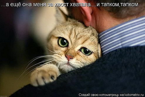 54245 - кошки, природа, животные, котята - оригинал