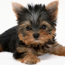 Схема вышивки «йокширский терьер мини»