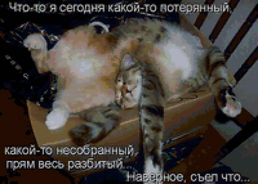 6566 - котята, животные, природа, кошки - предпросмотр