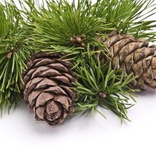 Схема вышивки «Кедр»