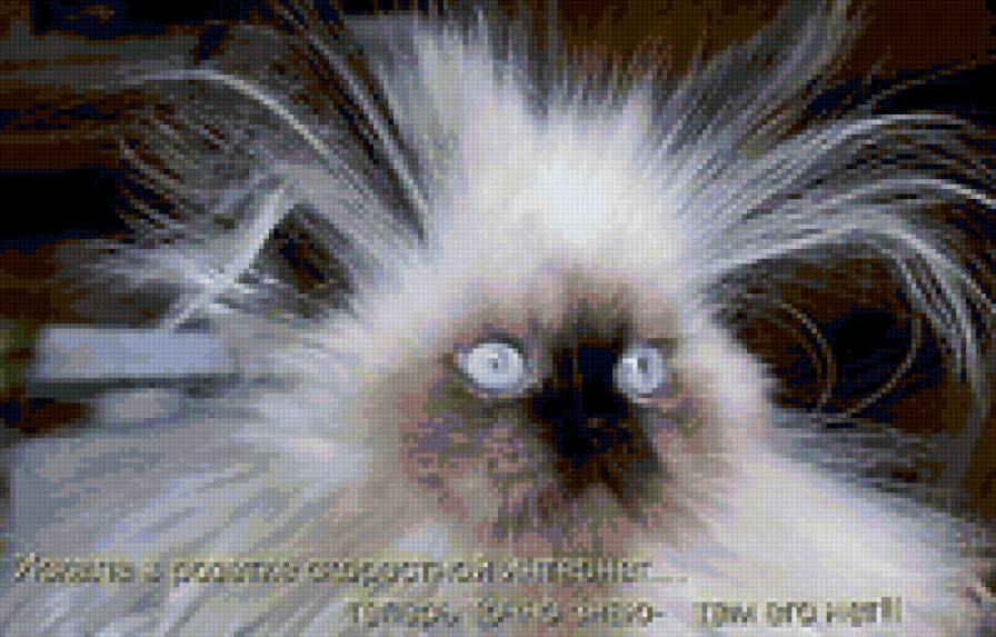 656668 - животные, природа, котята, кошки - предпросмотр