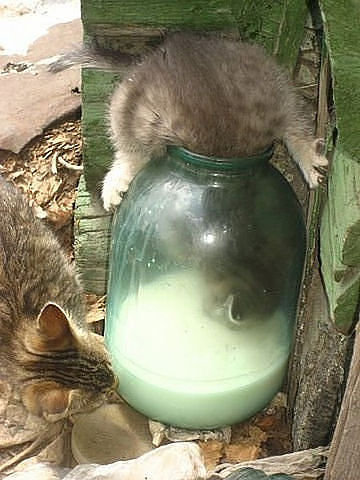 5463, - животные, котята, природа, кошки - оригинал