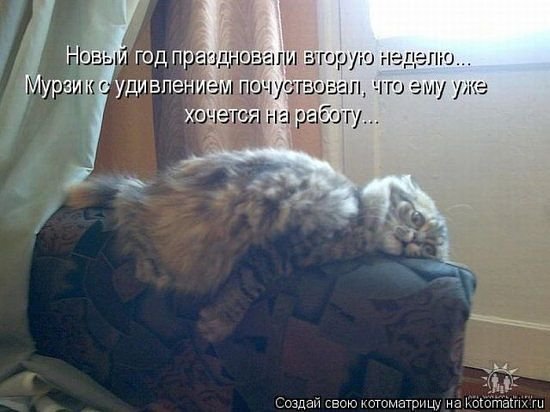 933 - котята, природа, кошки, животные - оригинал