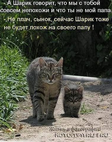 46546 - животные, природа, котята, кошки - оригинал