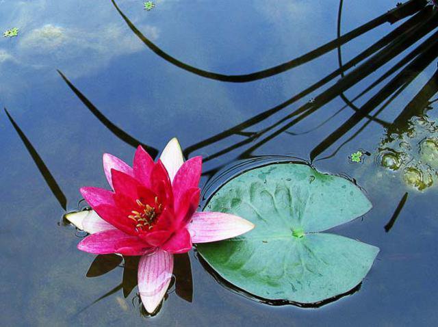 цветущий лотос - цветы - оригинал