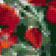 Предпросмотр схемы вышивки «маки» (№45368)