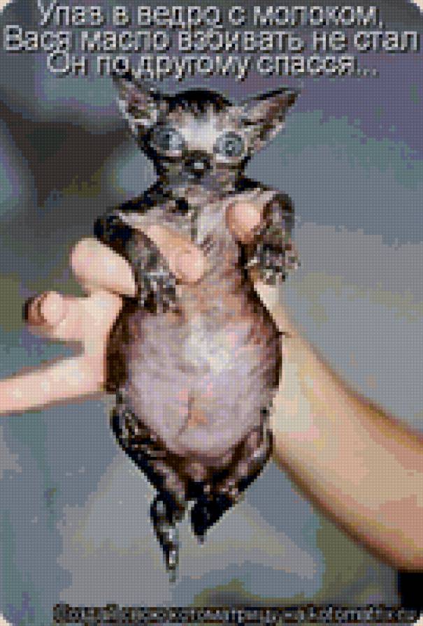 54572 - природа, котята, кошки, животные - предпросмотр