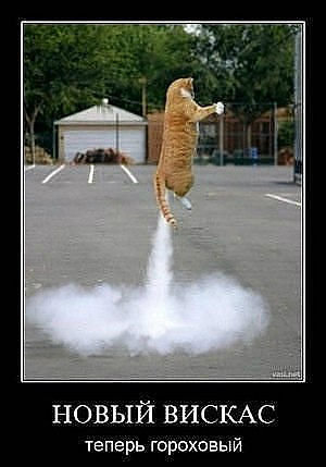 6383 - котята, кошки, природа, животные - оригинал