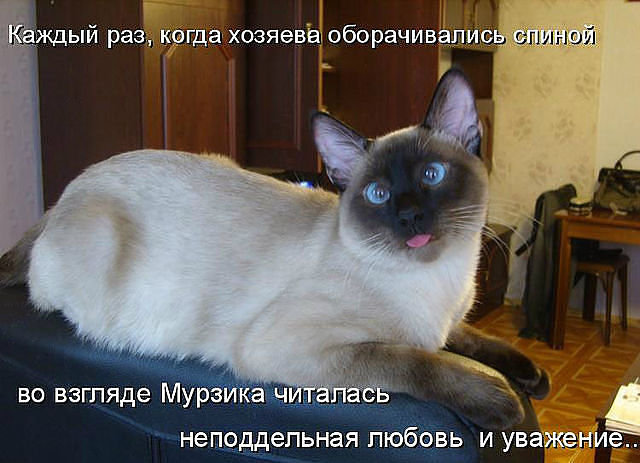 540 - котята, природа, животные, кошки - оригинал