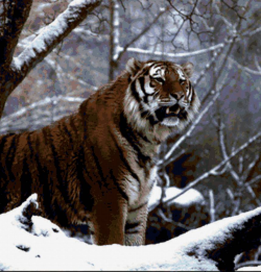 тигр зимой - предпросмотр