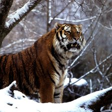 Схема вышивки «тигр зимой»